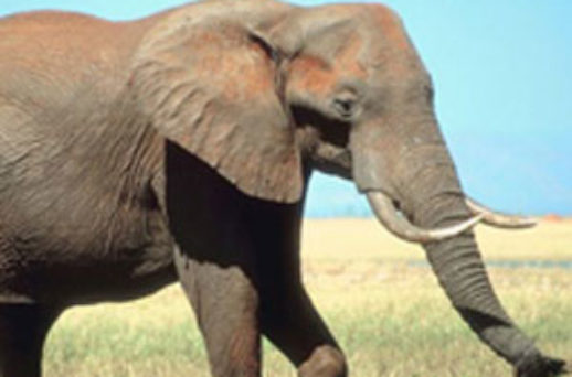 Safari en Afrique du Sud