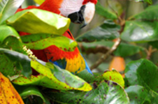 Voyage au Costa Rica