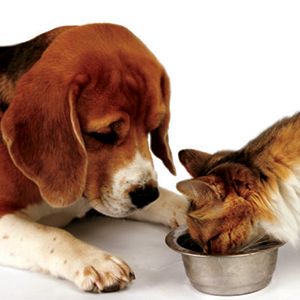 Les aliments toxiques pour votre chien ou votre chat