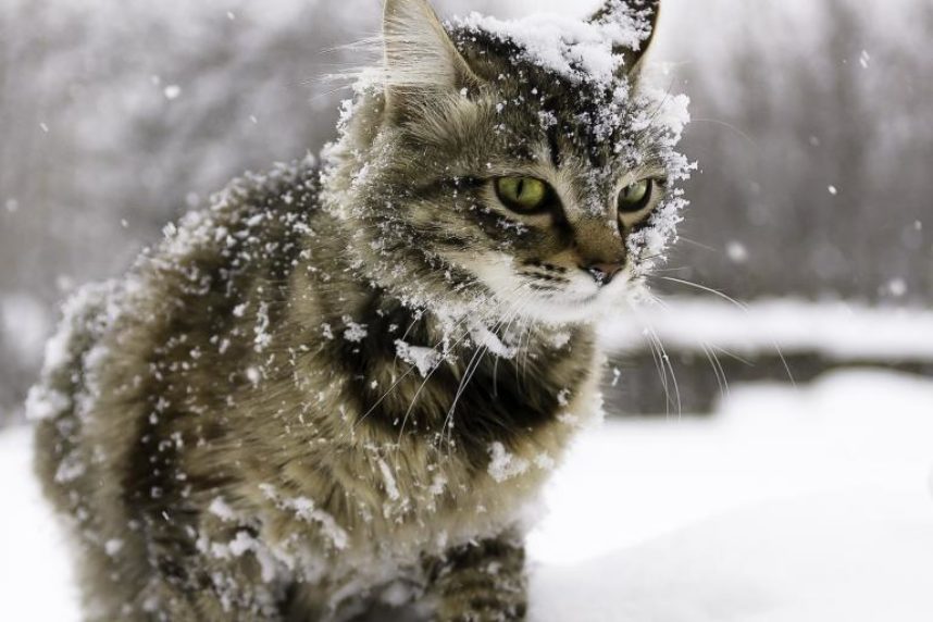 Avoir un chat à Montréal: respectez-vous les règles?