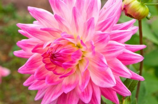 Jardin: des annuelles qui tiennent