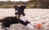 En voyage avec Fido