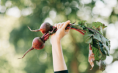 Hortithérapie: le bonheur est dans la cour
