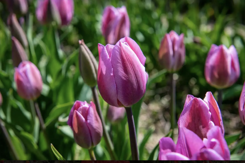3 lieux où voir des fleurs ce printemps