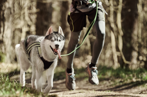 Canicross: Faire équipe avec son chien
