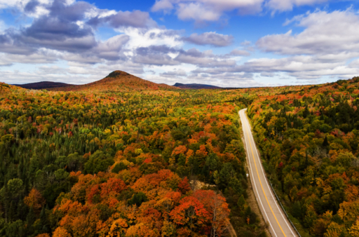 Pourquoi certains arbres perdent-ils leurs feuilles alors que d’autres restent verts toute l’année?
